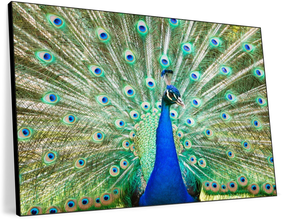 A Colorful Peacock Wall Art