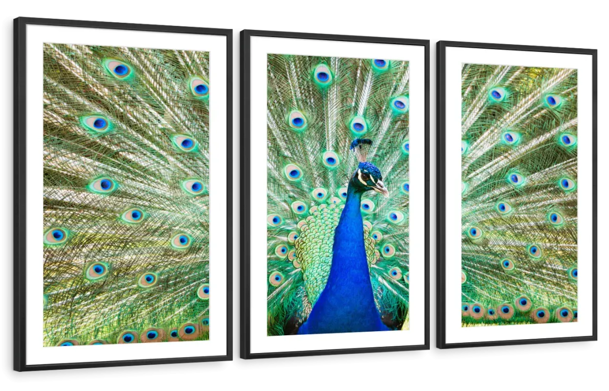 A Colorful Peacock Wall Art