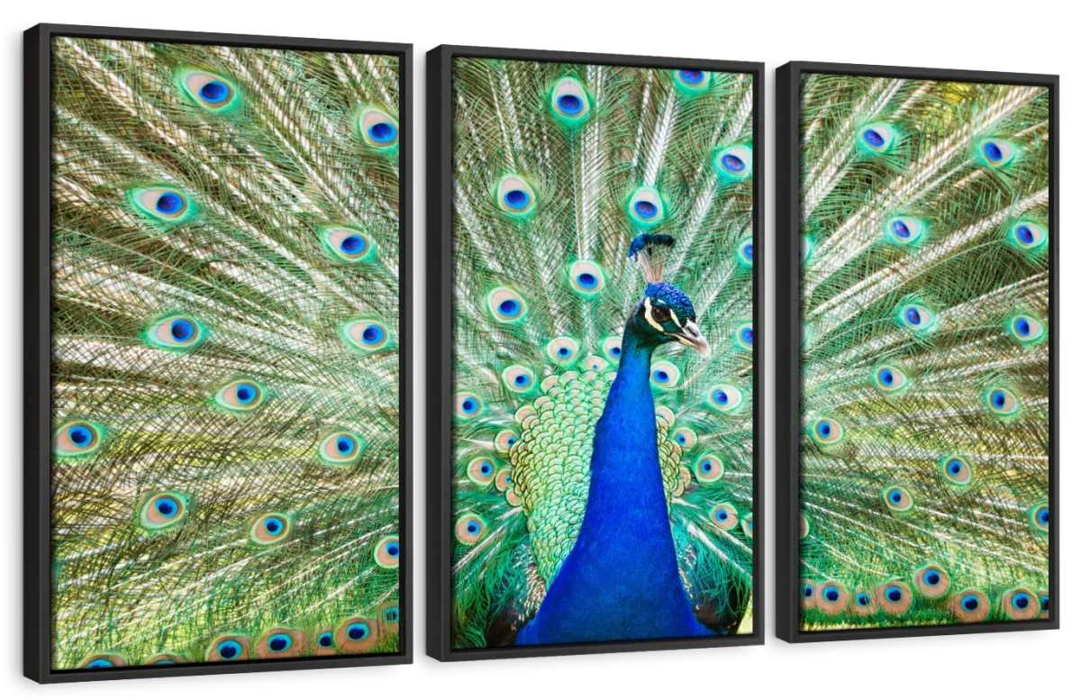 A Colorful Peacock Wall Art