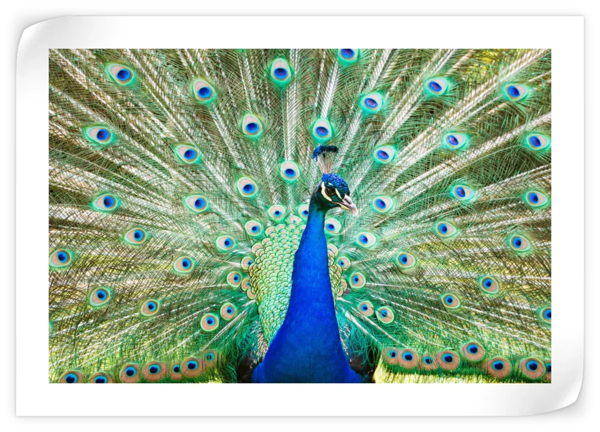 A Colorful Peacock Wall Art