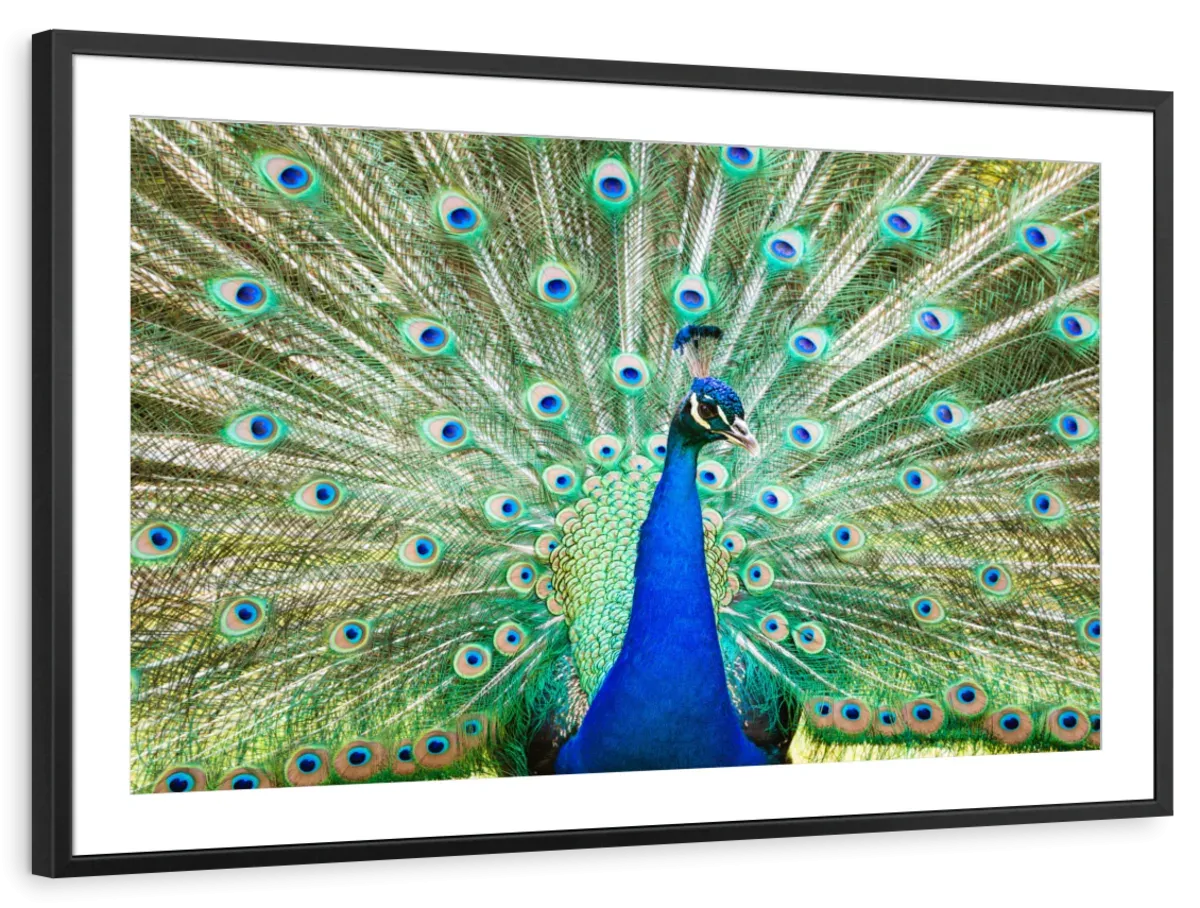 A Colorful Peacock Wall Art