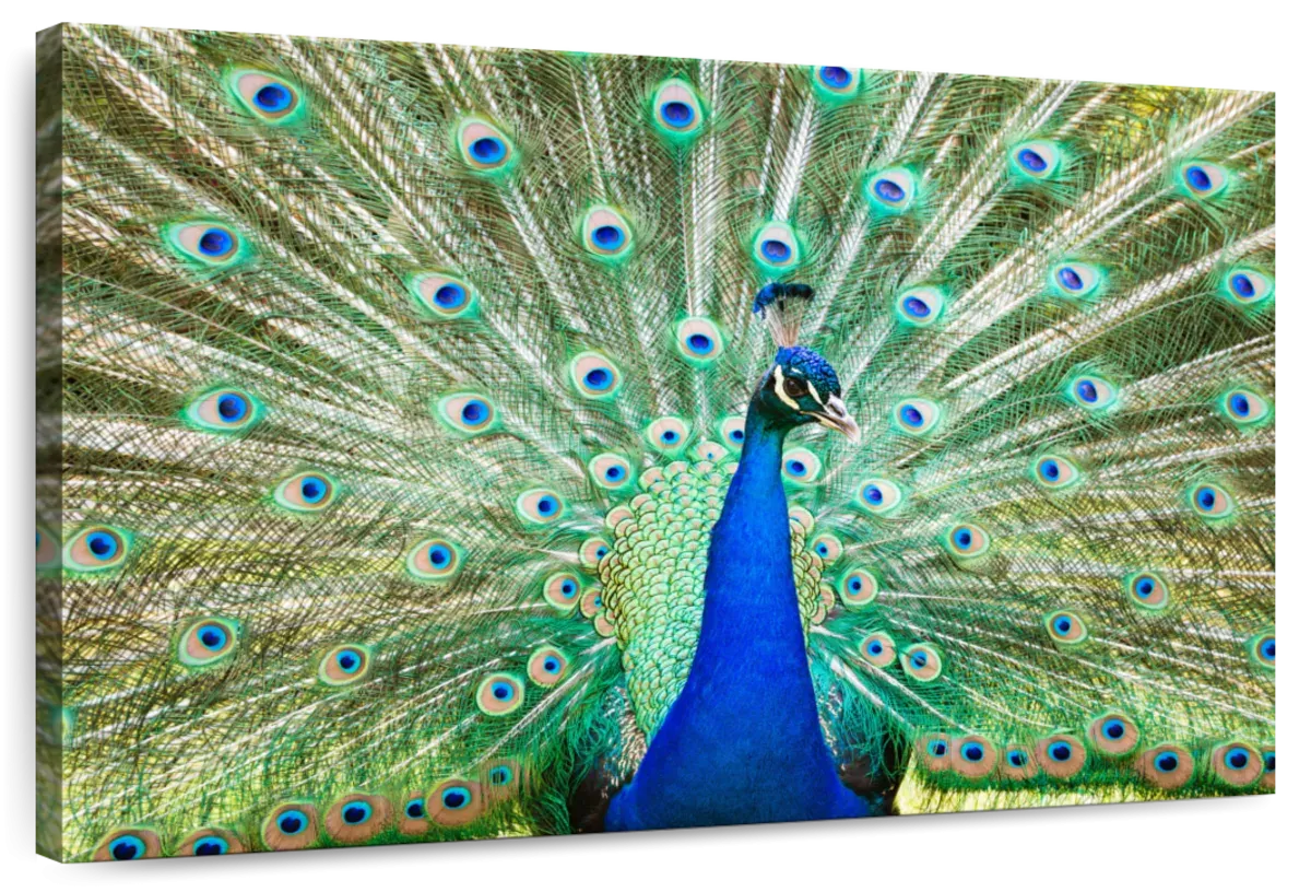 A Colorful Peacock Wall Art