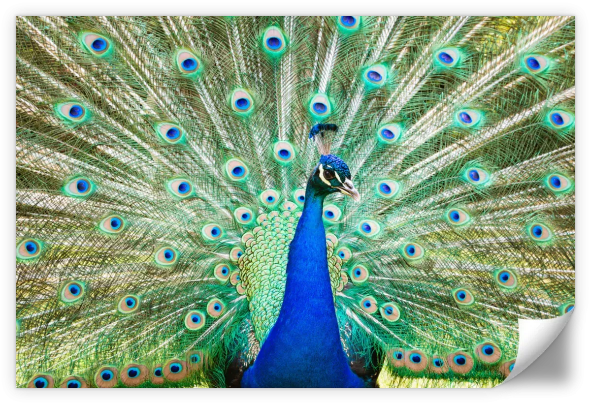 A Colorful Peacock Wall Art