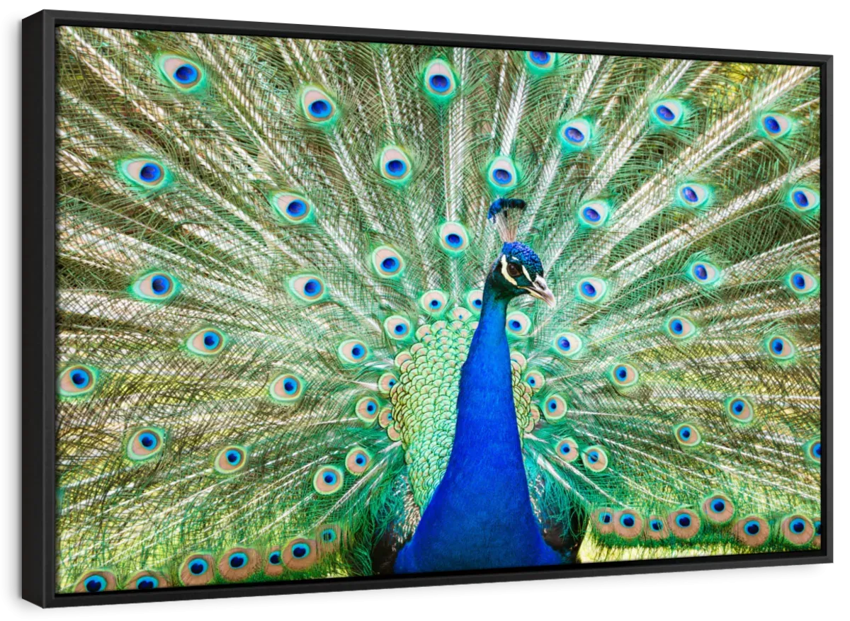 A Colorful Peacock Wall Art