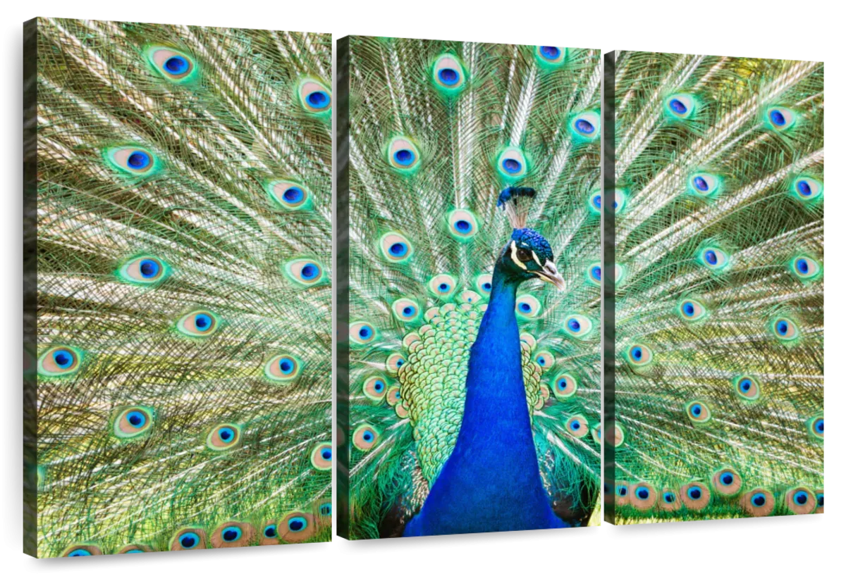 A Colorful Peacock Wall Art