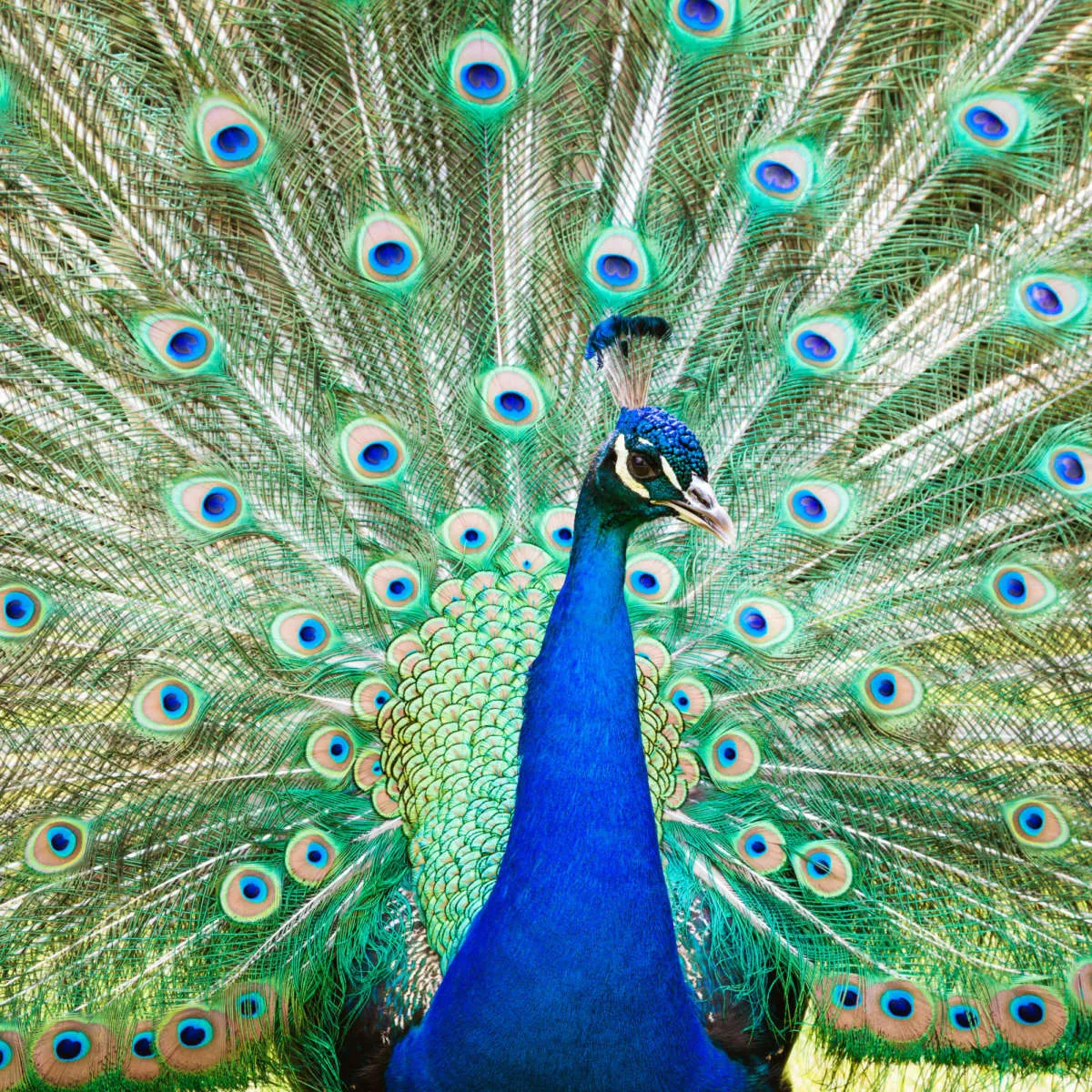 A Colorful Peacock Wall Art