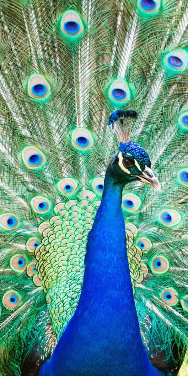 A Colorful Peacock Wall Art