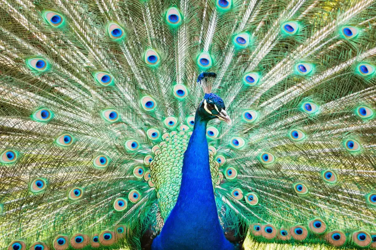 A Colorful Peacock Wall Art