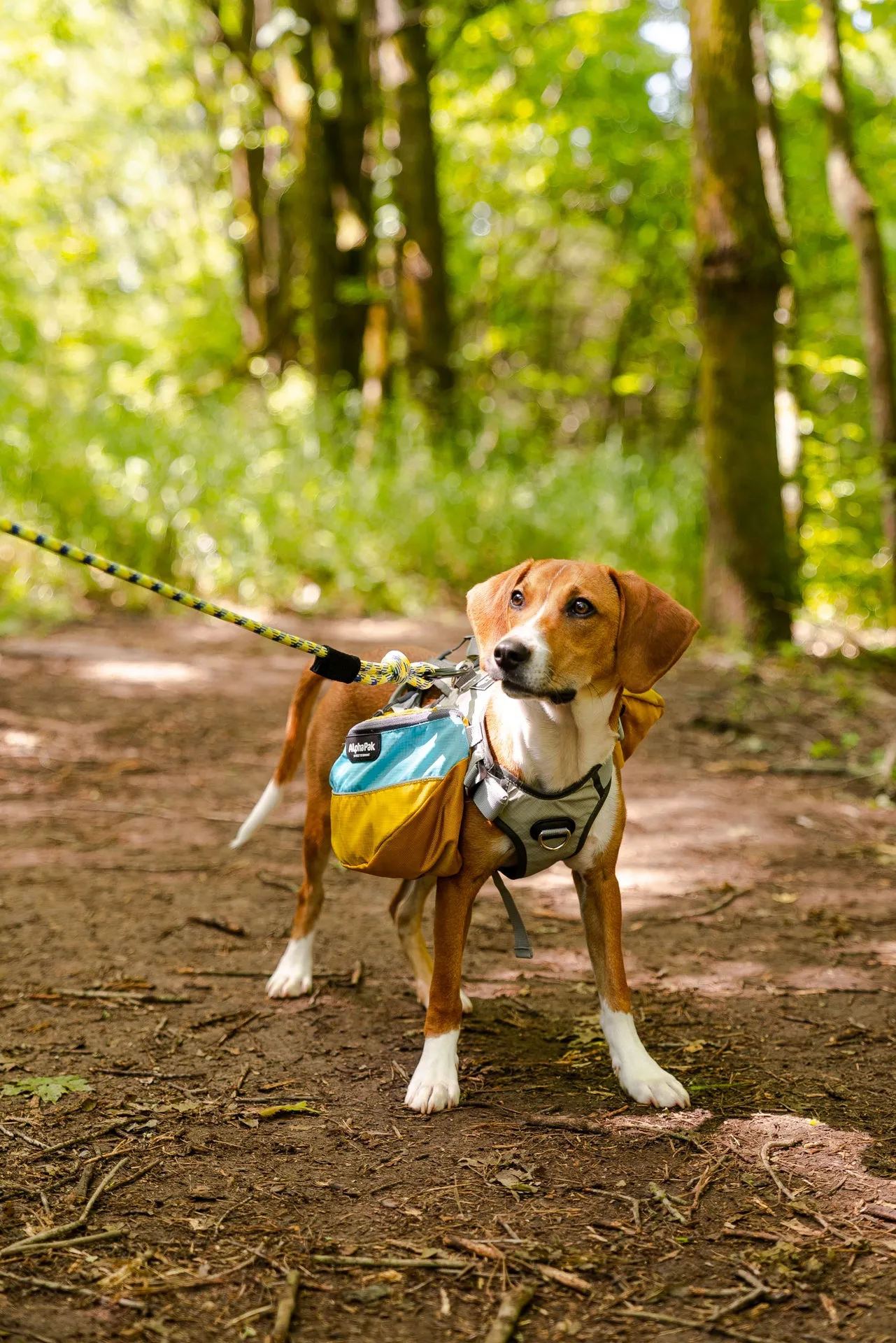 Adventurer Dog Pack (1-piece) - Wholesale