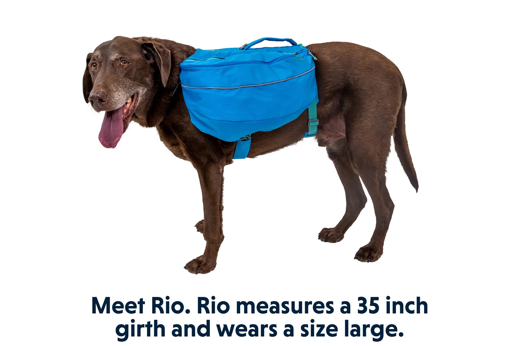 Approach™ Dog Backpack