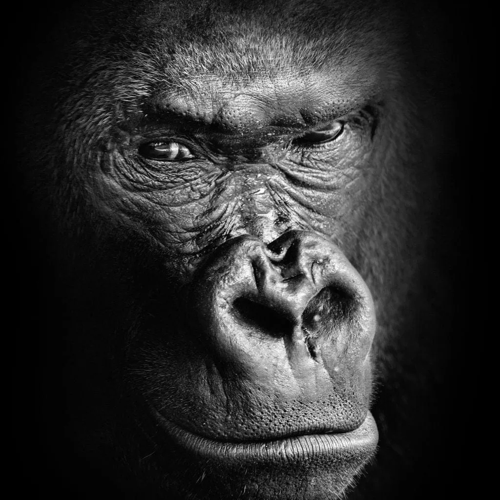 Black and White Gorilla