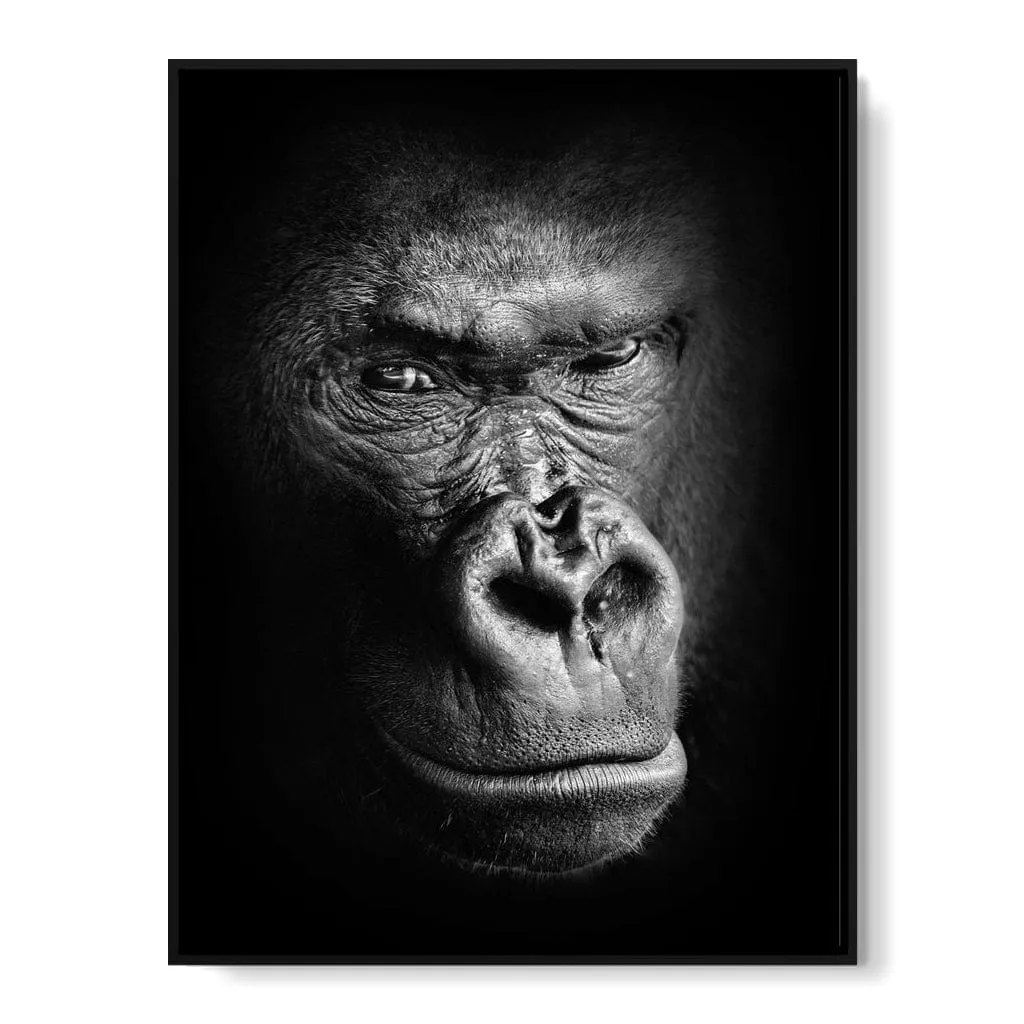 Black and White Gorilla