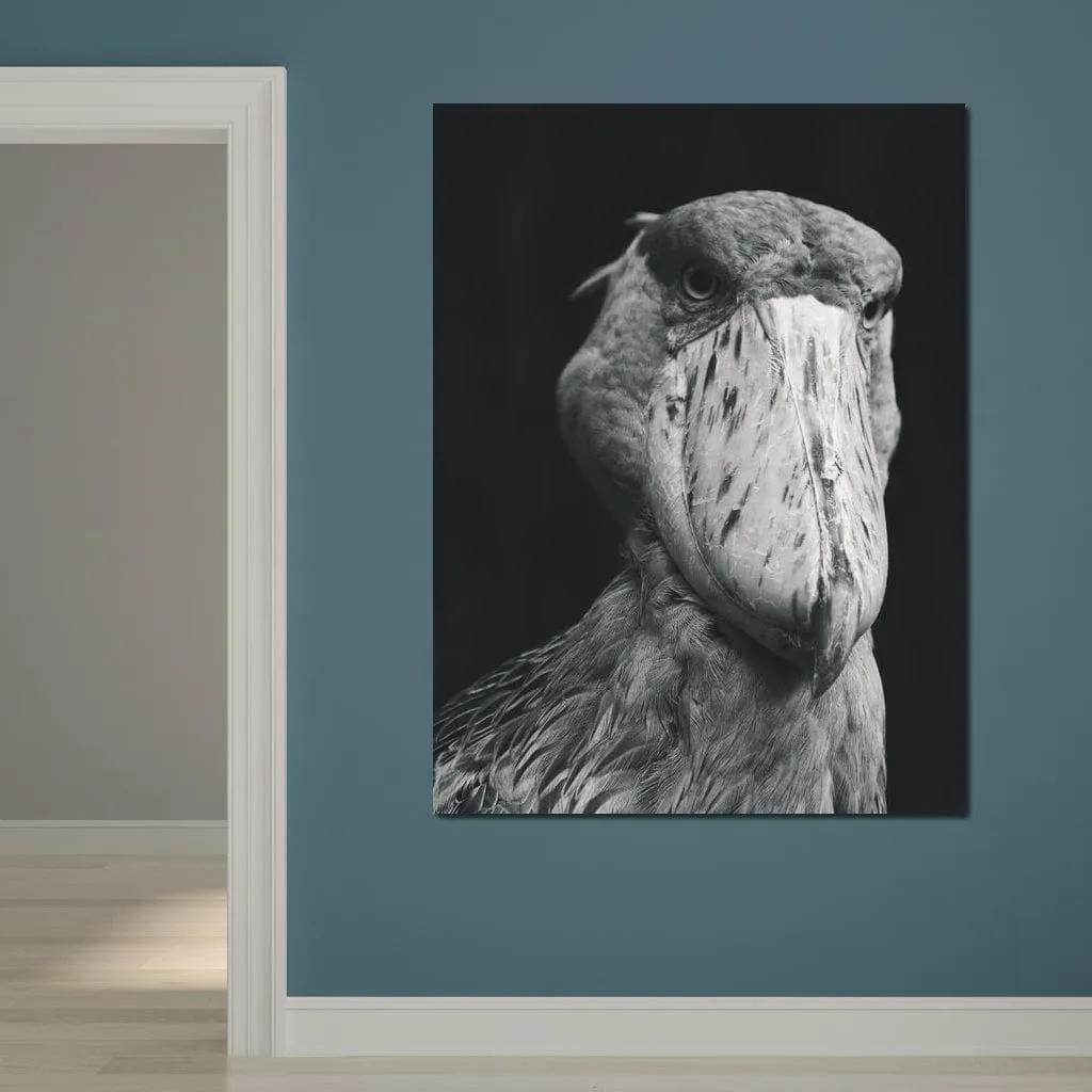 Black and White Shoebill Stork