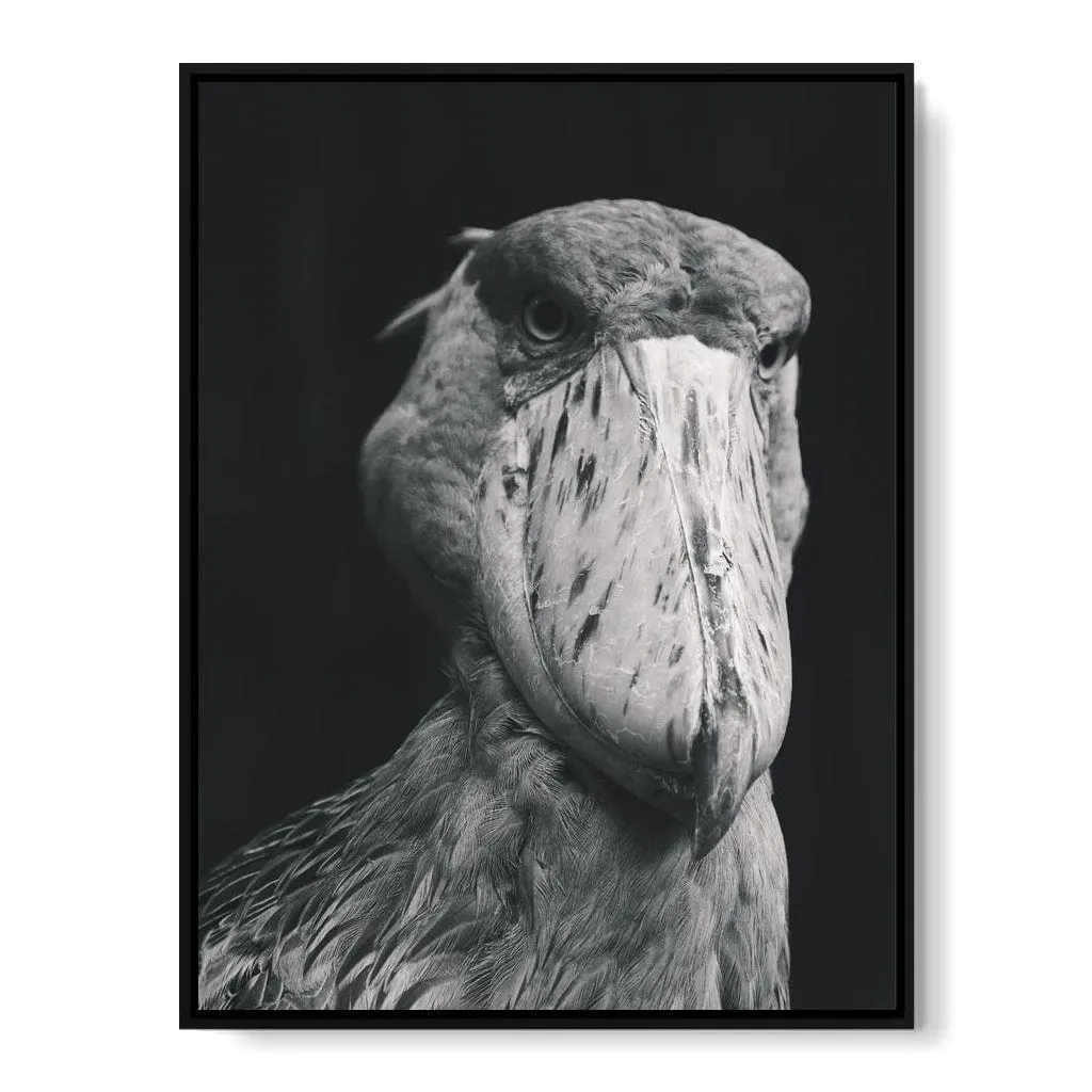 Black and White Shoebill Stork