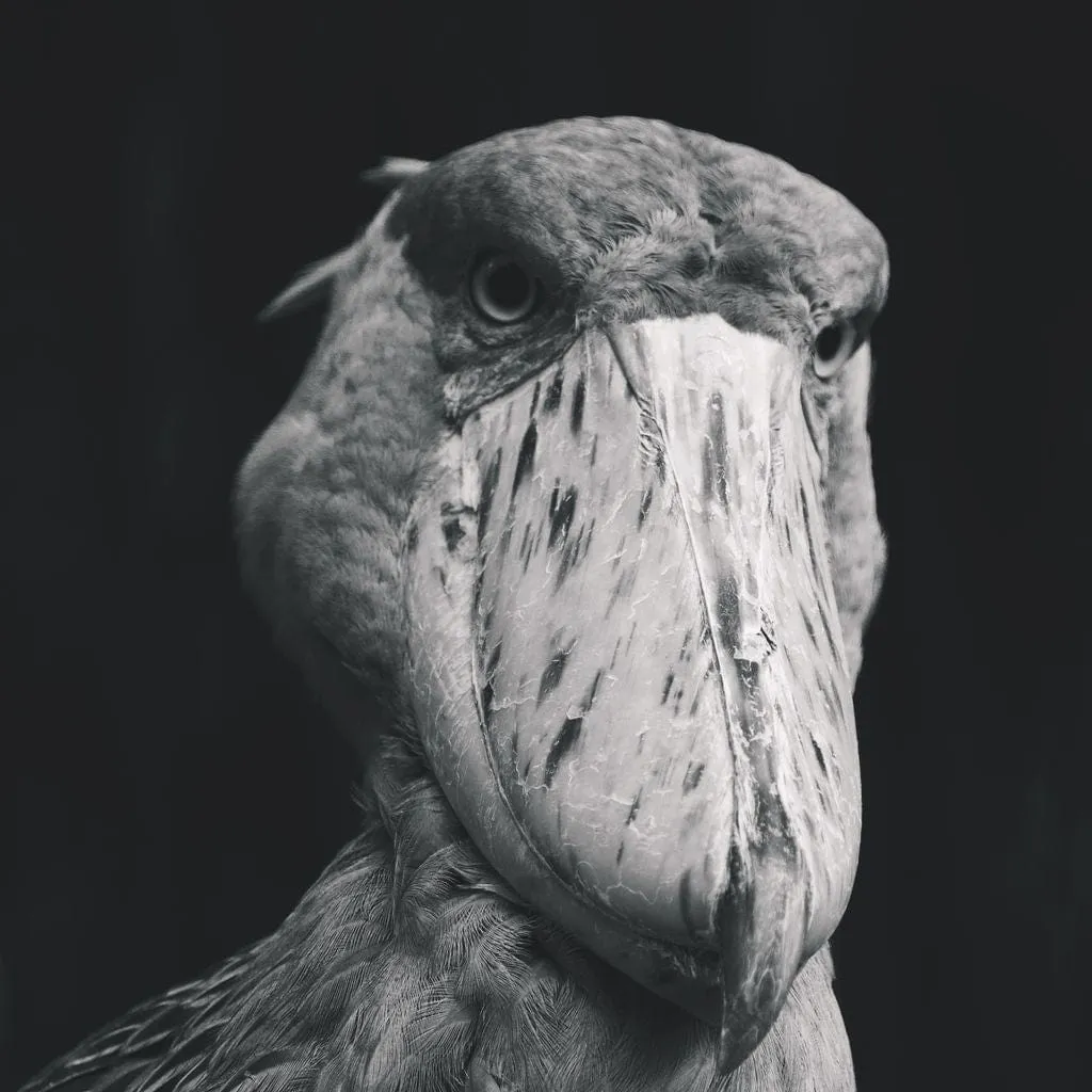 Black and White Shoebill Stork