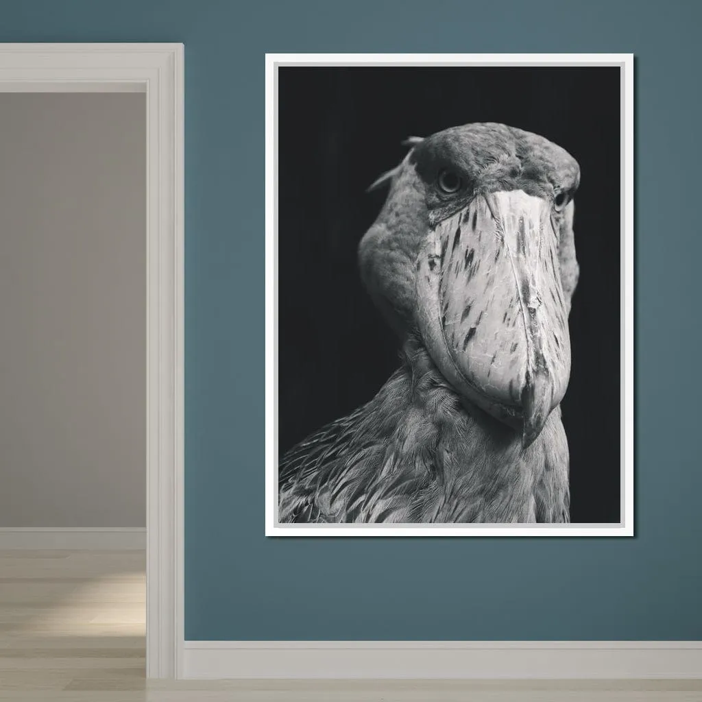 Black and White Shoebill Stork