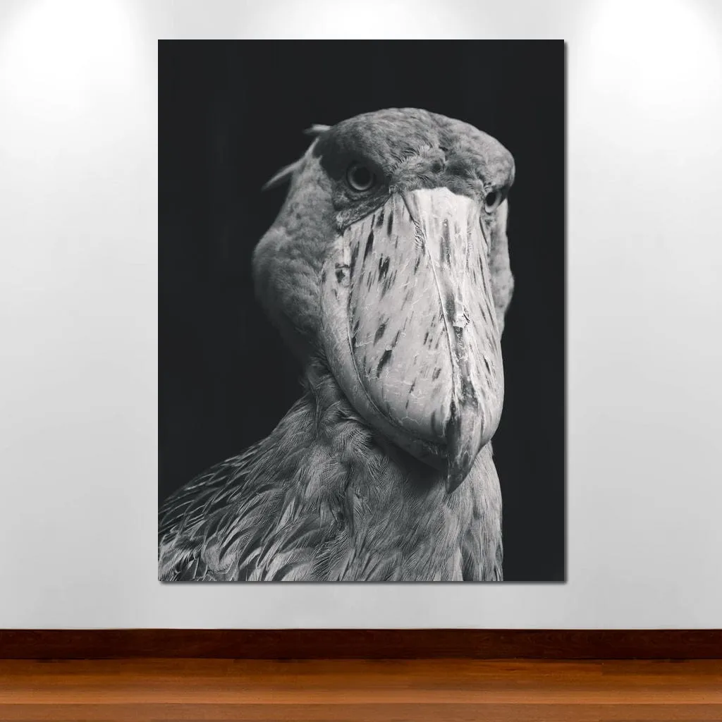 Black and White Shoebill Stork