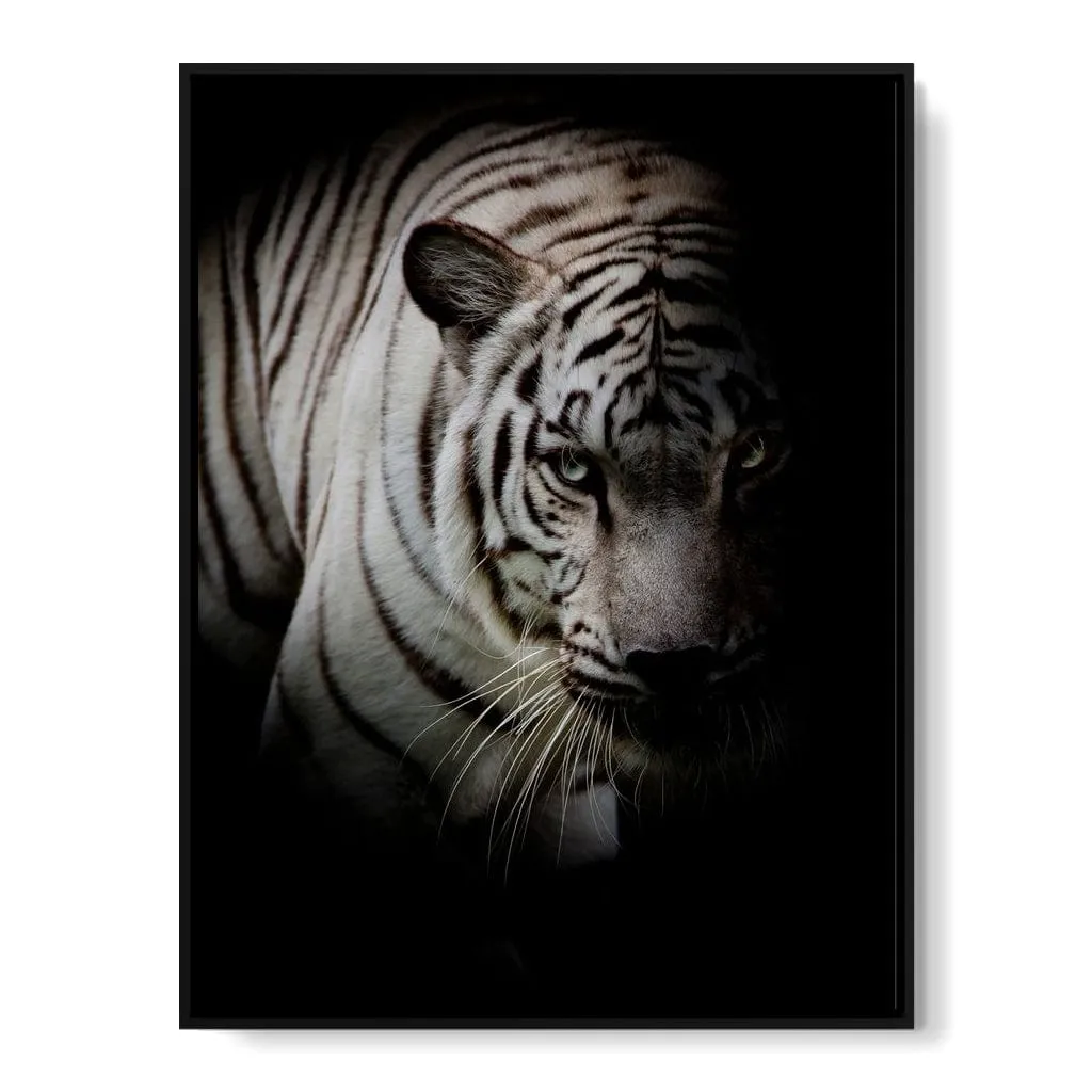 Black and White Tiger