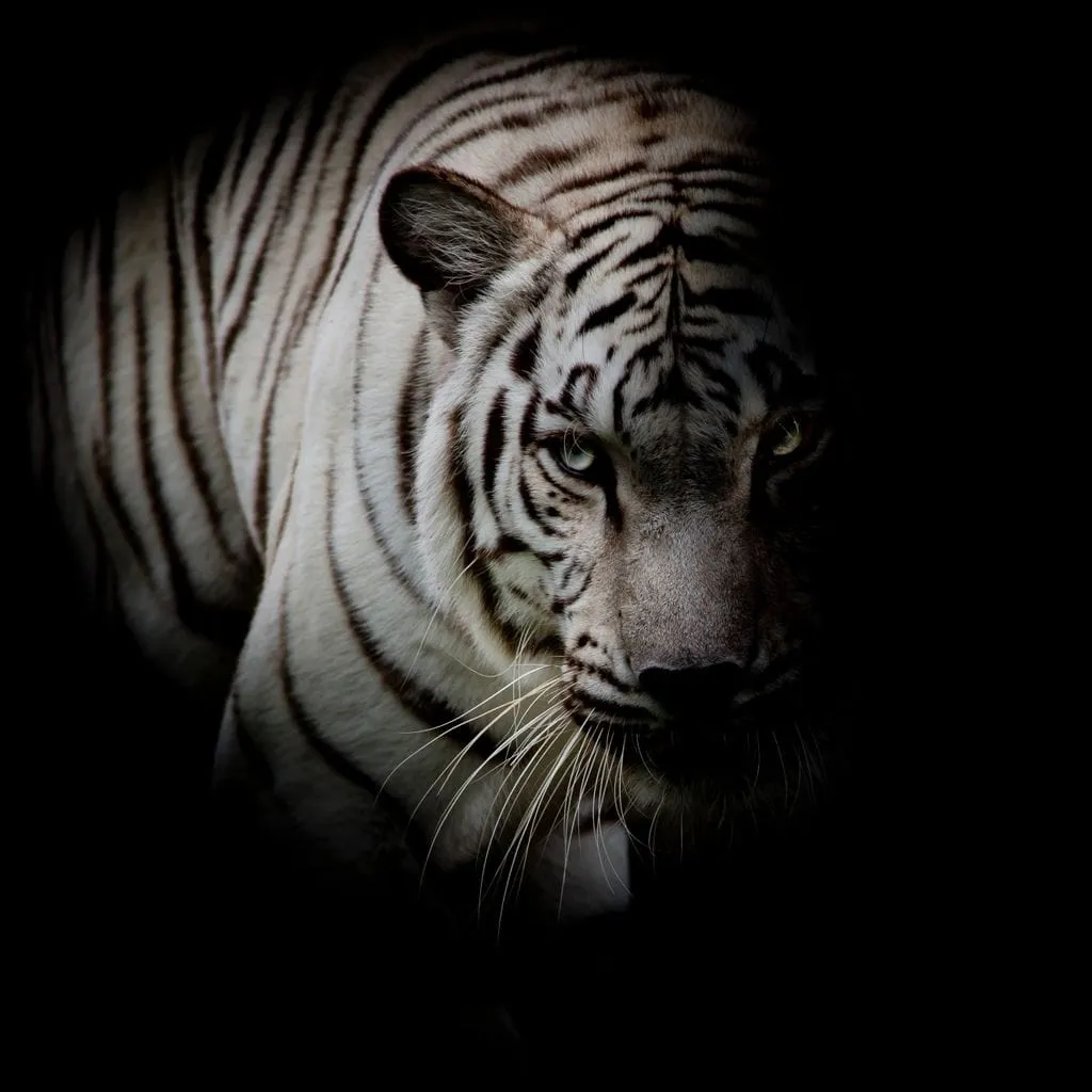 Black and White Tiger