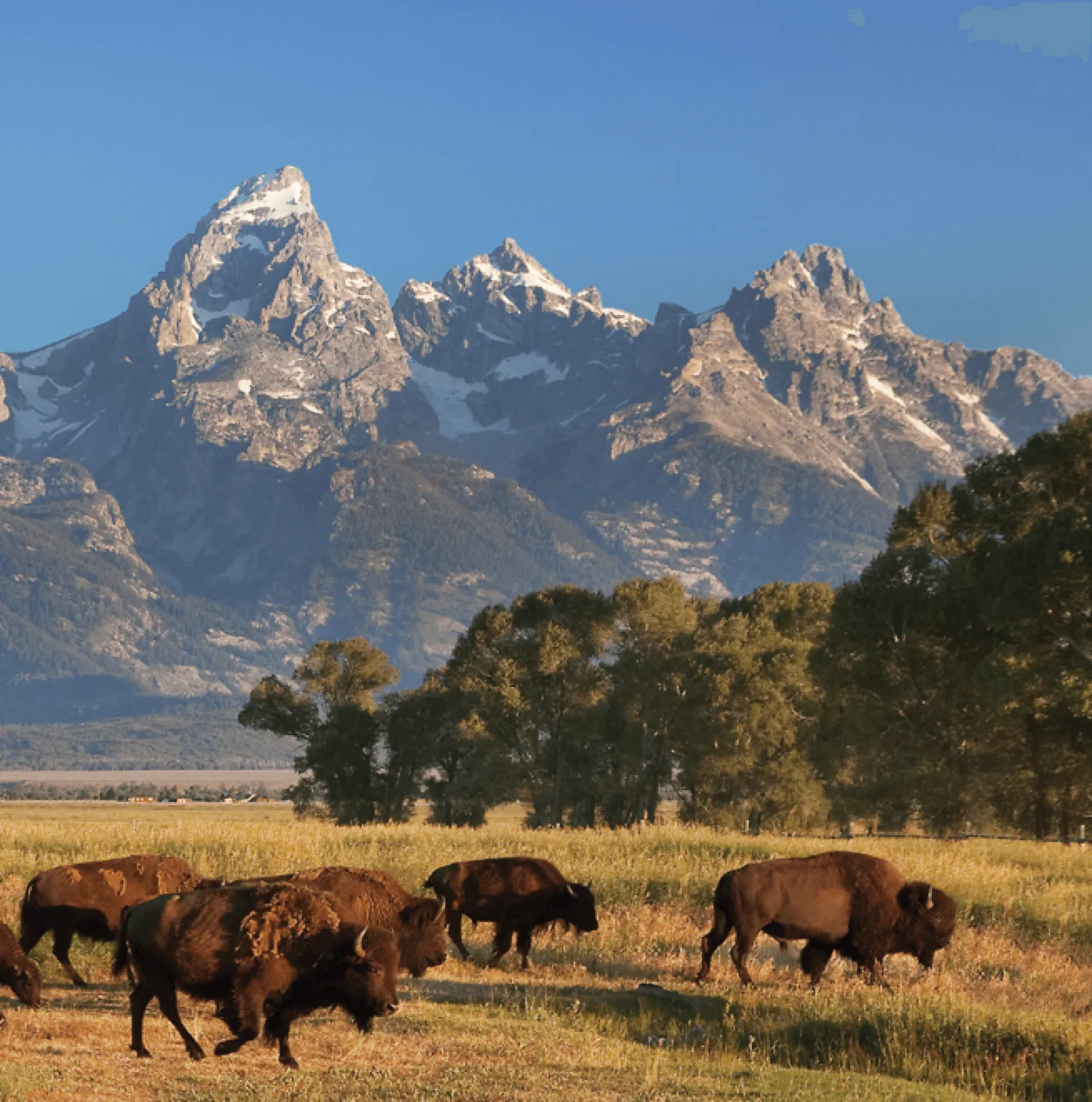 Buffalo at Grand Teton National Park