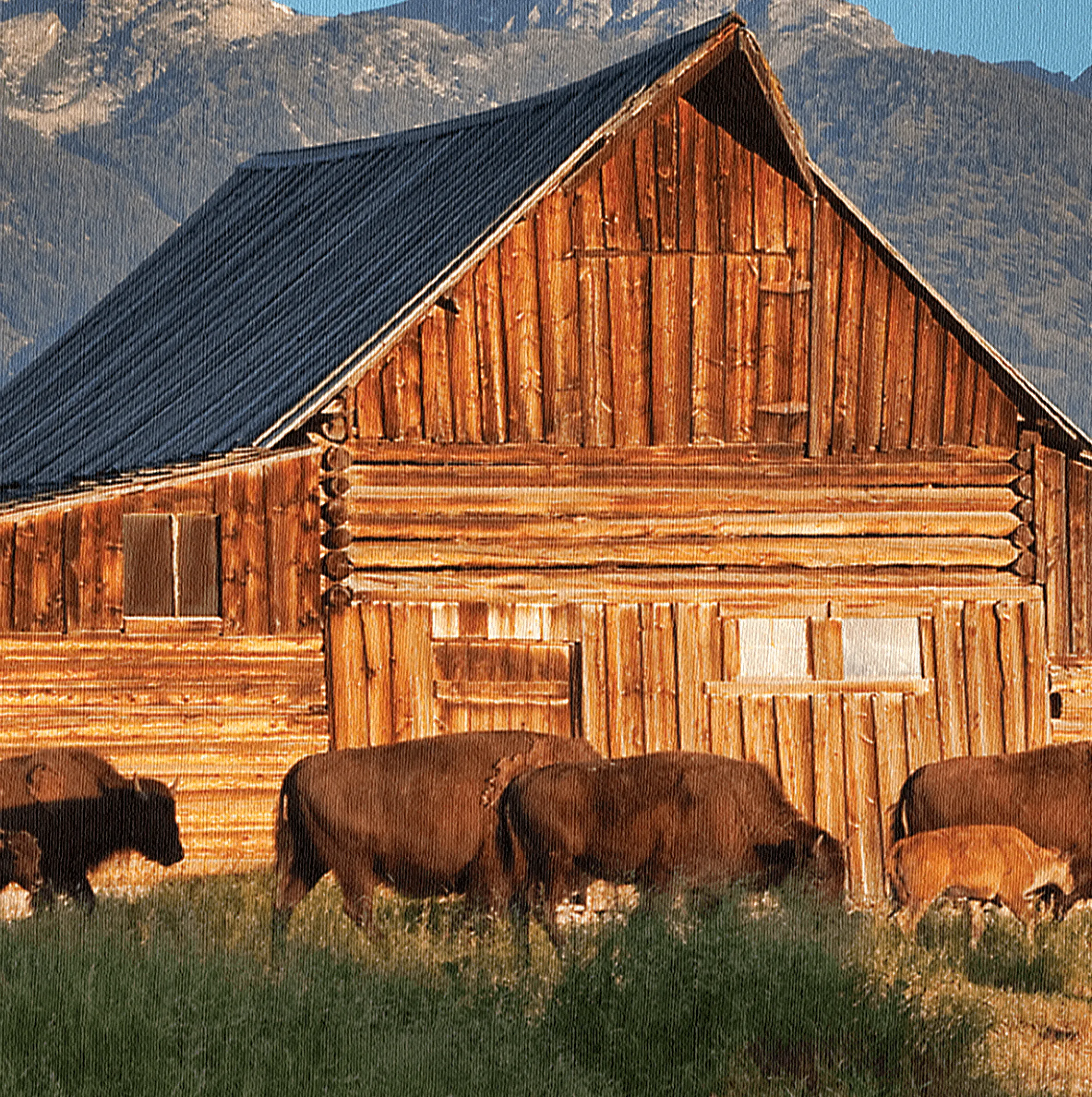 Buffalo at Grand Teton National Park