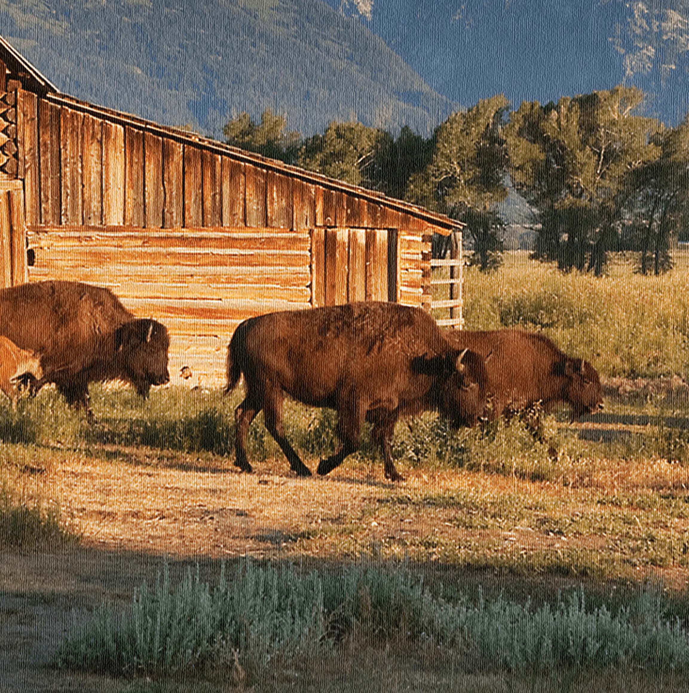 Buffalo at Grand Teton National Park