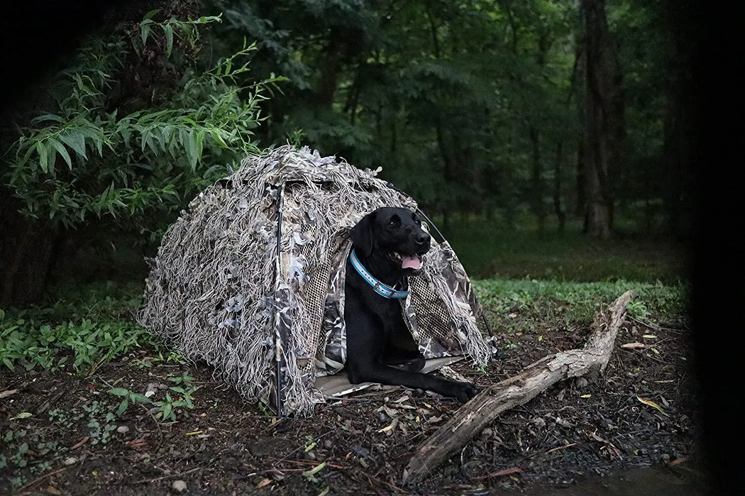 Easy Pop-Up Dog Blind