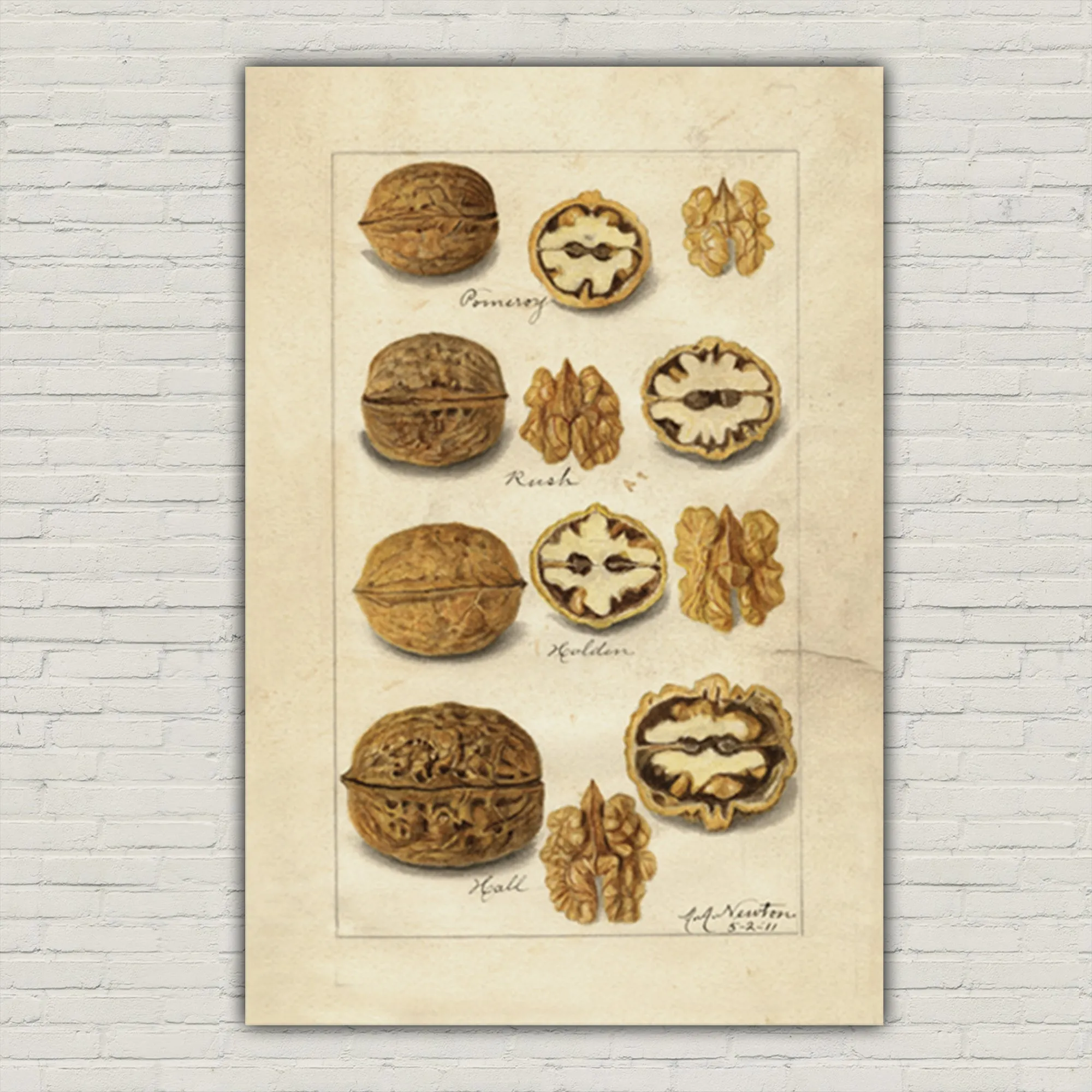 Vintage Nut Sketches on Canvas